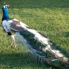 Peafowl Peacock Hatching Egg – India Blue. Blackshoulder. White. Pied. Silver.