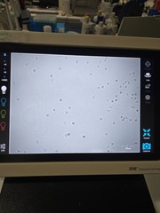 Bio-Rad ZOE Fluorescent Cell Imager/microscope