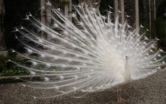 Peafowl Peacock Hatching Egg – India Blue. Blackshoulder. White. Pied. Silver.