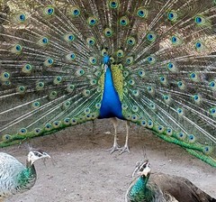 *5* India Blue Peacock Peafowl Hatching Eggs! *NPIP* *Laying Now*