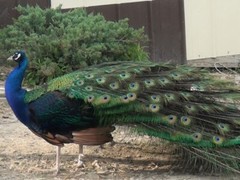 Peafowl Peacock Hatching Egg – India Blue. Blackshoulder. White. Pied. Silver.