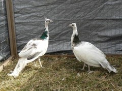 Peafowl Peacock Hatching Egg – India Blue. Blackshoulder. White. Pied. Silver.