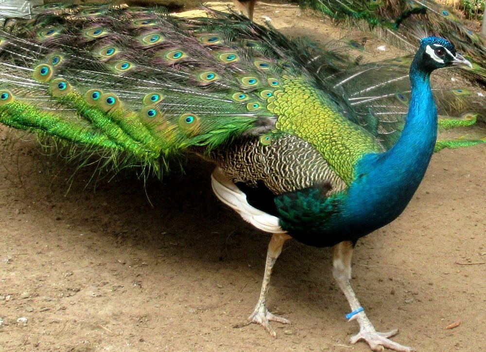 *5* India Blue Peacock Peafowl Hatching Eggs! *NPIP* *Laying Now*