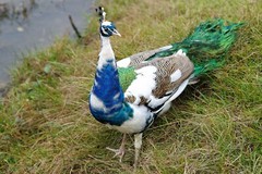 Peafowl Peacock Hatching Egg – India Blue. Blackshoulder. White. Pied. Silver.