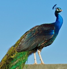 Peafowl Peacock Hatching Egg – India Blue. Blackshoulder. White. Pied. Silver.