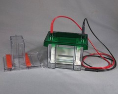 Bio Rad Mini Protean 2 Gel Electrophoresis System with Gel Casting Stand