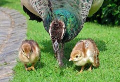 Peafowl Peacock Hatching Egg – India Blue. Blackshoulder. White. Pied. Silver.